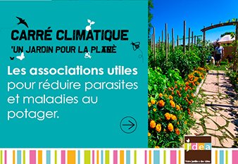 Carré Climatique - Les associations utiles pour réduire parasites et maladies au potager